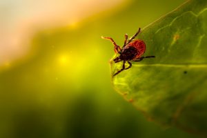 Understanding Lyme Disease