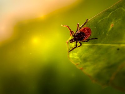 Understanding Lyme Disease